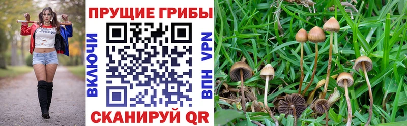 Галлюциногенные грибы Psilocybe Среднеколымск
